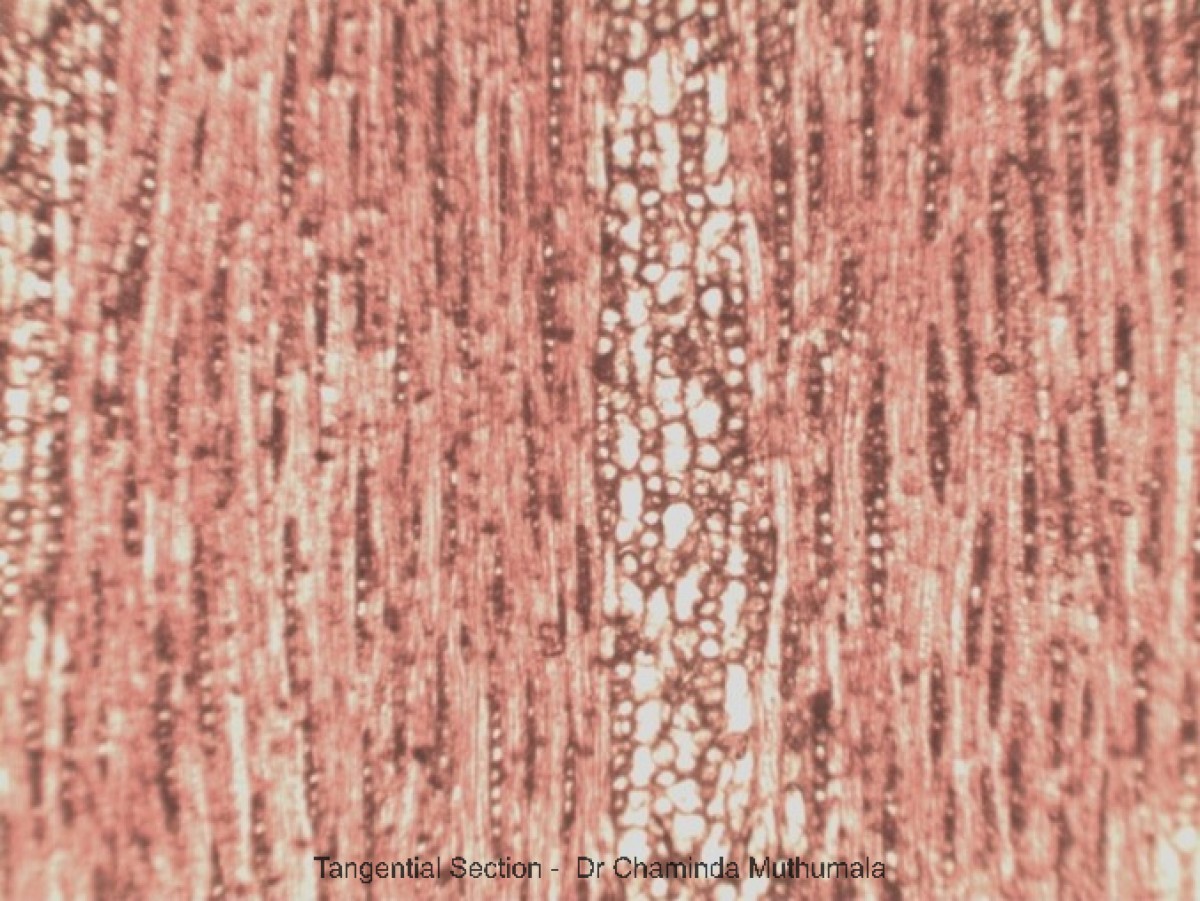 Terminalia bellirica (Gaertn.) Roxb.